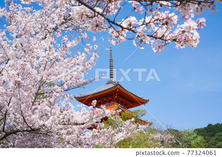 三重塔和京都清水寺的櫻花樹 77324061