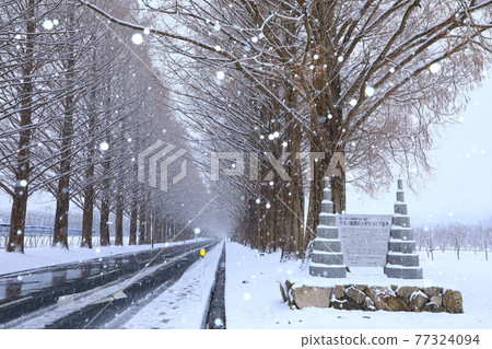 冬季水杉林立著雪 77324094