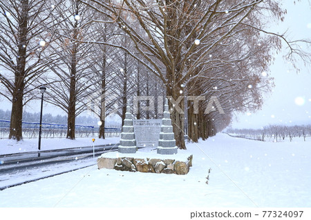 Winter Metasequoia trees lined with snow Winter Metasequoia trees lined with snow 77324097