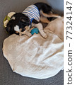 Chihuahua dressed to take a nap by the cushion 77324147
