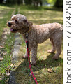 Poodle-style dog taking a walk in the green 77324258