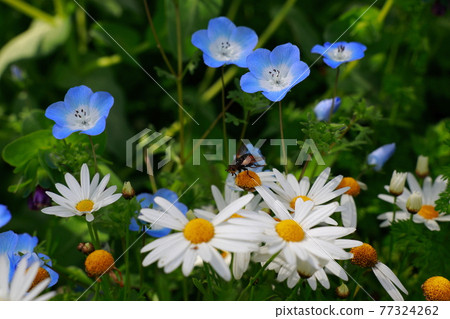 Nemophila blooming on the hill 77324262