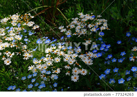 Nemophila blooming on the hill Nemophila blooming on the hill 77324263