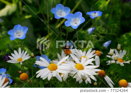 Nemophila盛開在山上 77324264