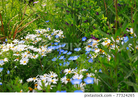 Nemophila blooming on the hill 77324265