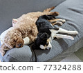 Dogs sleeping on the sofa 77324288