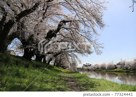 Somei Yoshino cherry blossoms blooming on the riverbed of the Motoara River in Japan in spring 77324441
