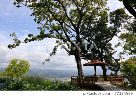 Forest bathing 77324589