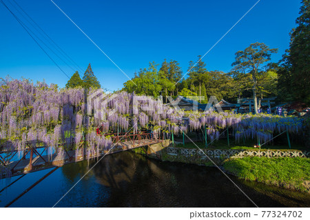 西大田神社的紫藤 西大田神社的紫藤 77324702