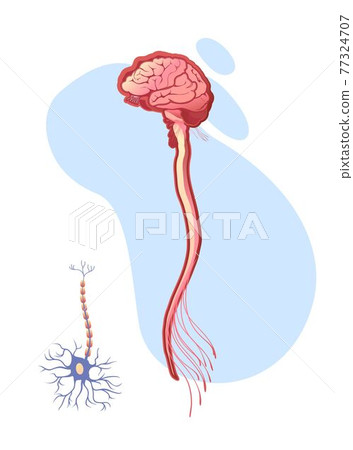 human nervous system educational scheme human nervous system educational scheme 77324707