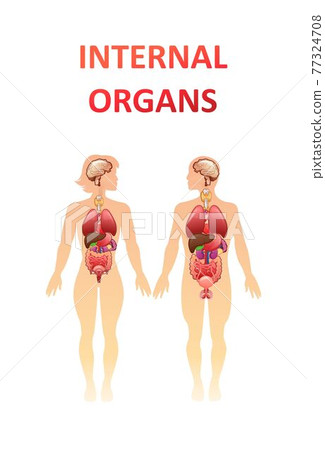 organs in the human body banner organs in the human body banner 77324708