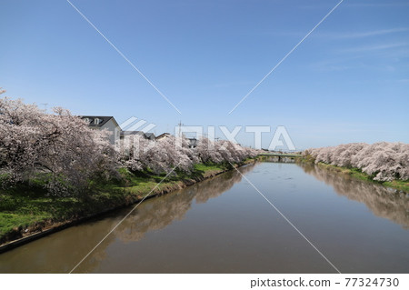 春天在埼玉縣蓮田市附近流淌的元荒川河床上盛開的染井吉野櫻花 77324730