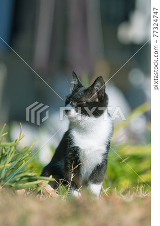 白黑蜂貓-2 白黑蜂貓-2 77324747