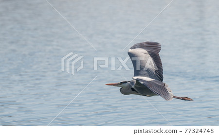 Gray Heron Taking Off-1 Gray Heron Taking Off-1 77324748