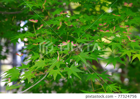 新鮮的綠色季節 新鮮的綠色季節 77324756