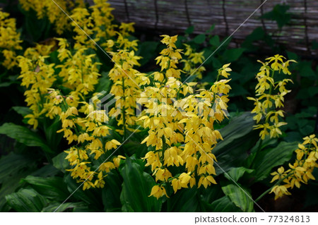 Yellow flower 77324813