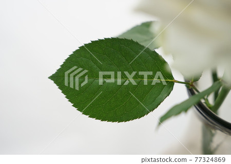 玫瑰葉 玫瑰葉 77324869