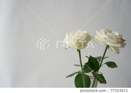 玫瑰 玫瑰 77324871
