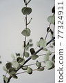 桉樹 77324911