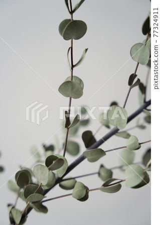 桉樹 桉樹 77324911
