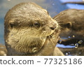 Otter 77325186