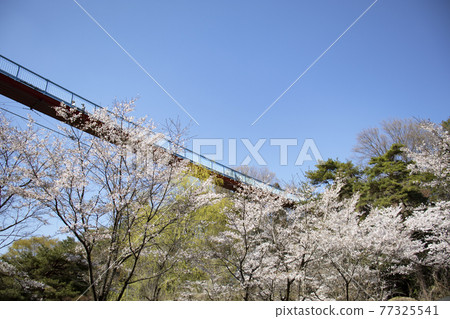 Hachimanzan公園冒險橋在春天 77325541