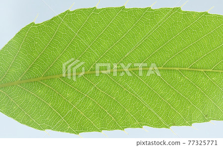 樹木和櫟屬的幼葉和葉脈 77325771