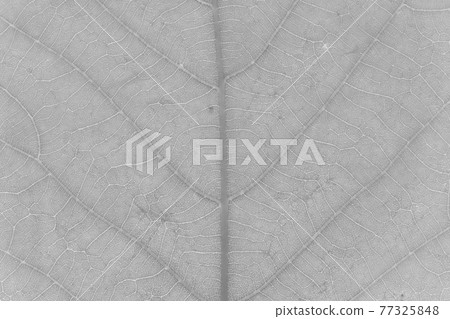 Quercus crispula leaves and veins Quercus crispula leaves and veins 77325848