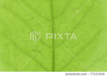 Quercus crispula leaves and veins Quercus crispula leaves and veins 77325849