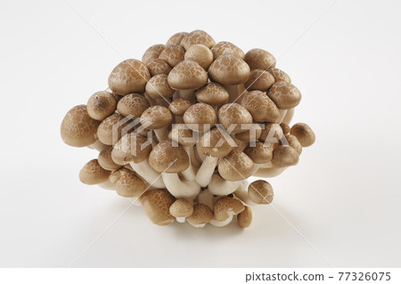 Bunashimeji 77326075