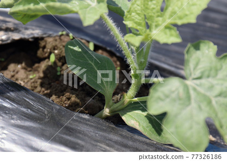 Grafted seedlings 1 week after planting watermelon 77326186