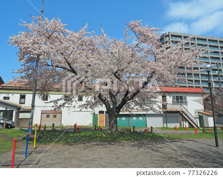 Otaru Ironai Sakura in a good child's playground Otaru Ironai Sakura in a good child's playground 77326226