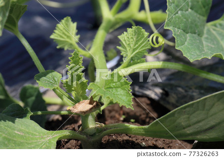 Grafted seedling Kintaro Uri 1 week after planting 77326263