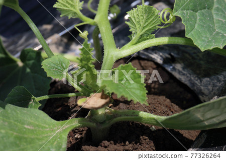 Grafted seedling Kintaro Uri 1 week after planting 77326264