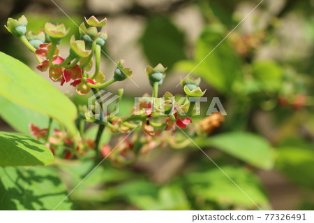 花落後的藍莓 花落後的藍莓 77326491