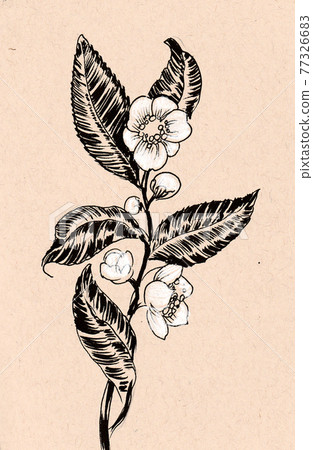 Blossoming tea plant. Ink sketch Blossoming tea plant. Ink sketch 77326683