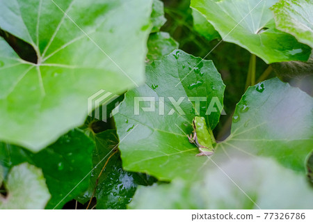 青蛙避雨 77326786