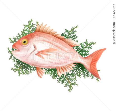 Watercolor touch Sea bream on Hiba leaves 77327033