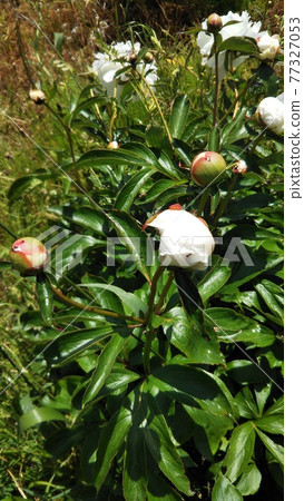 牡丹芽和螞蟻 77327053