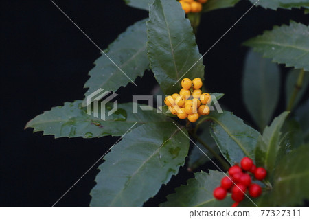 Kimino senri 77327311