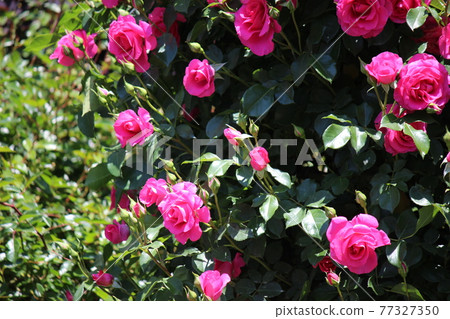 Swaying in the wind, a red rose Swaying in the wind, a red rose 77327350