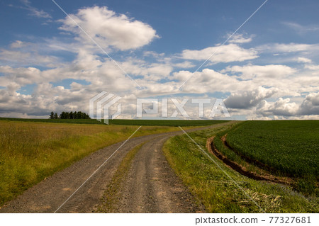 Gravel road through green wheat field 77327681