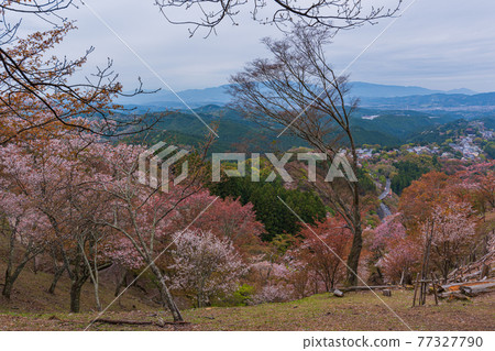 2021 Yoshino Town, Nara Prefecture Walk around Kamisenbon Hanayagura Observatory 2021 Yoshino Town, Nara Prefecture Walk around Kamisenbon Hanayagura Observatory 77327790