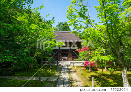 京都一休寺正殿和清新的綠色 77328024