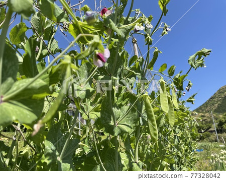 Kinusaya 在收穫的高峰期 77328042