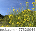 Rape blossoms blooming in the field at the end of spring 77328044