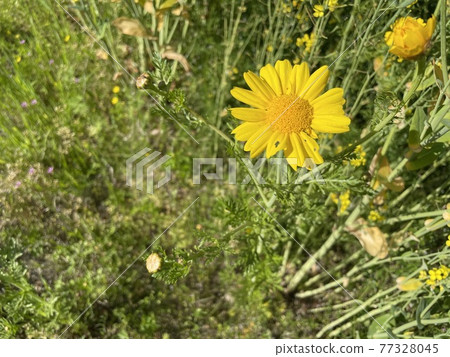 Crowndaisy flowers blooming at the end of spring Crowndaisy flowers blooming at the end of spring 77328045