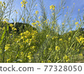 Rape blossoms blooming in the vegetable garden at the end of spring 77328050