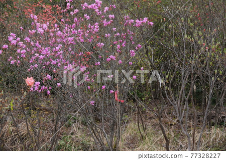 Mitsuba Azalea Mitsuba Azalea 77328227