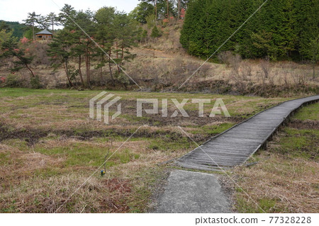 Kurozo Marsh and boardwalk in early summer Kurozo Marsh and boardwalk in early summer 77328228